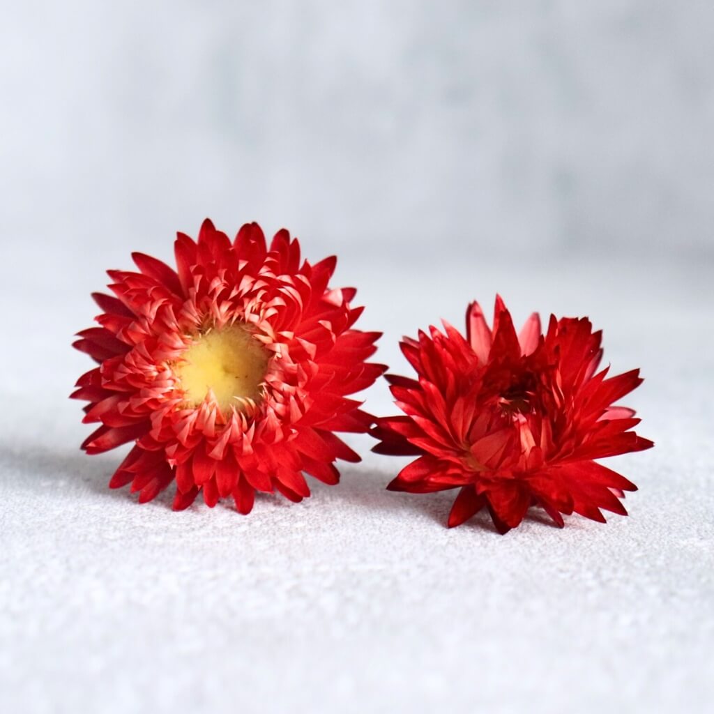 Slaměnka květ – červená, sušené květy pro dekorace a kreativní aranžmá